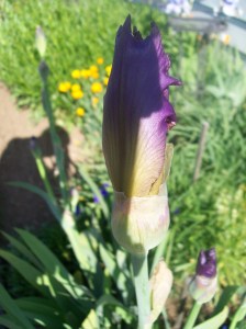 Heidi's School Pics 004