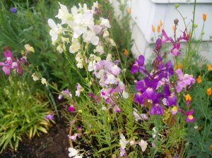 Heidi's School Pics 005