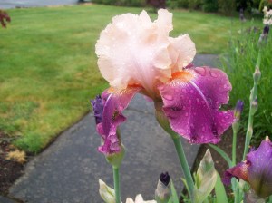 Heidi's School Pics 007