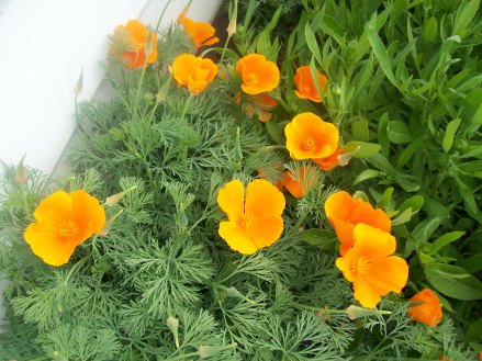 Heidi's School Pics 061